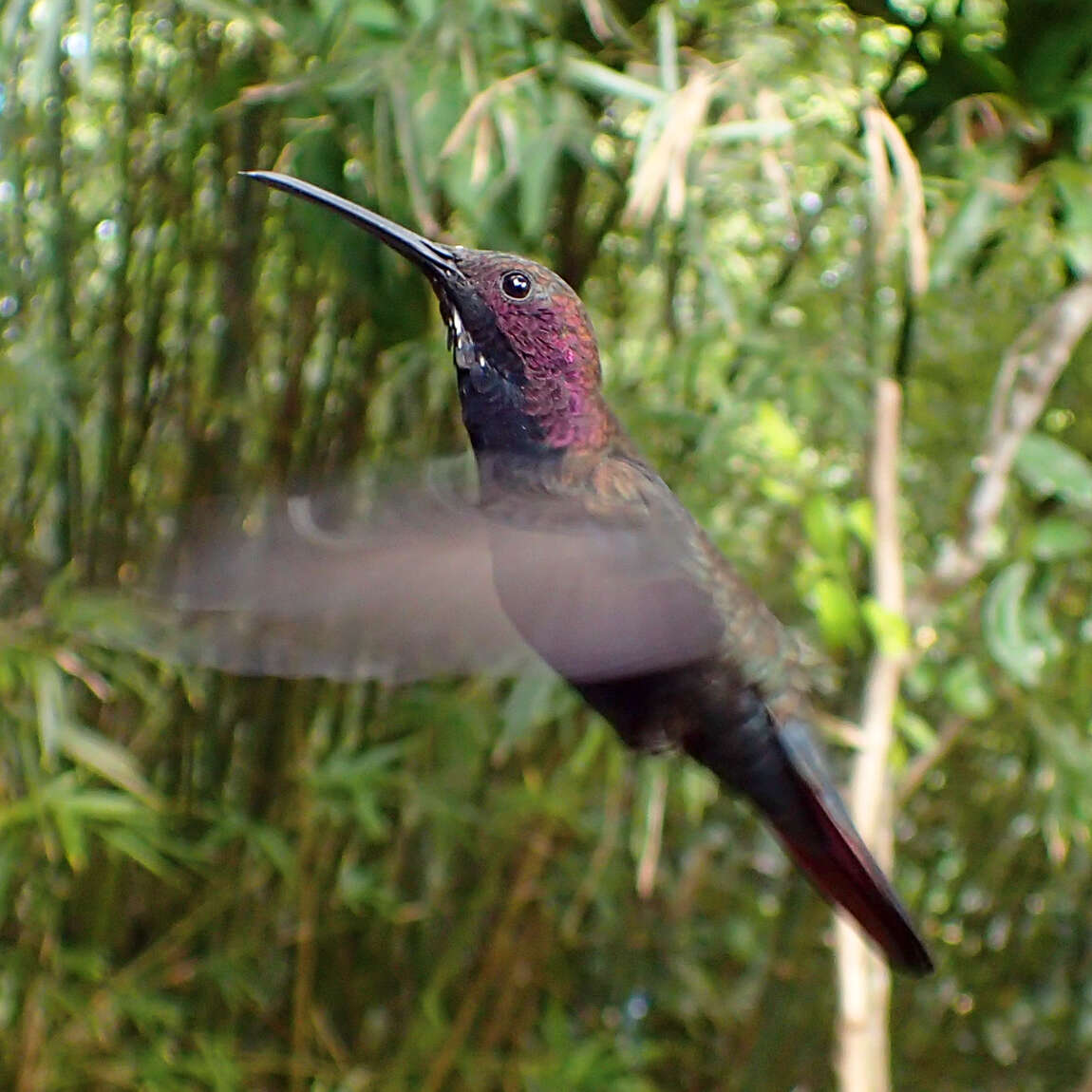 Plancia ëd Anthracothorax mango (Linnaeus 1758)