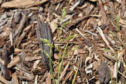 Image of Annual Meadow Grass