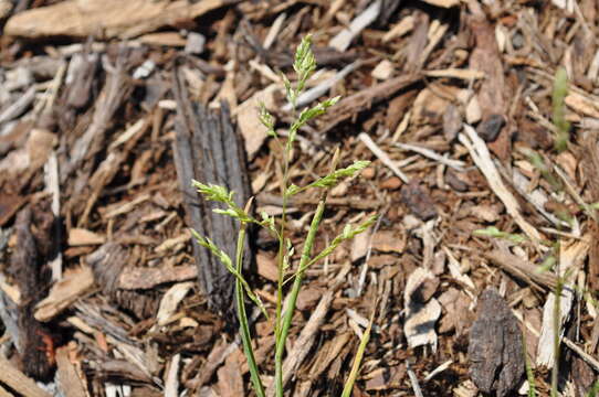 Image of Annual Meadow Grass