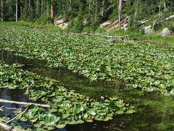 Image of waterlilies