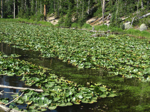 Image of waterlilies