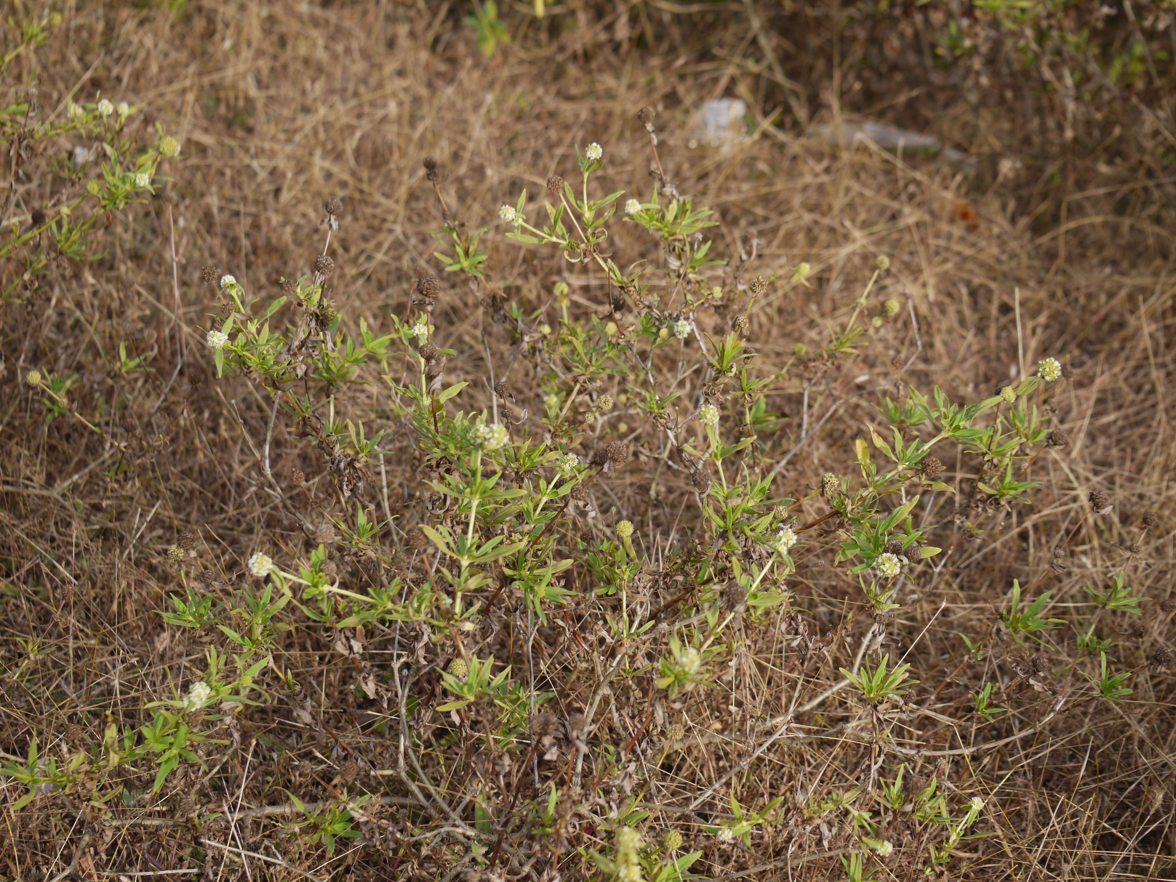 Image of shrubby false buttonweed