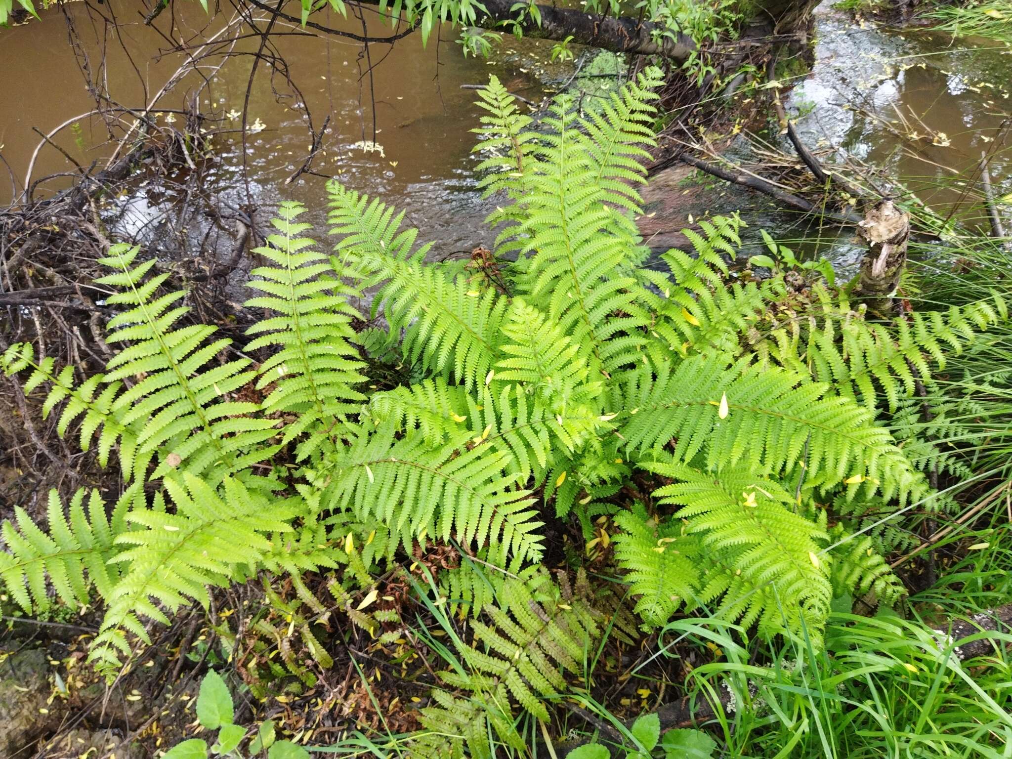 Image of Pneumatopteris pennigera (G. Forst.) Holtt.