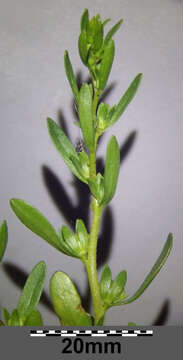 Image of american speedwell