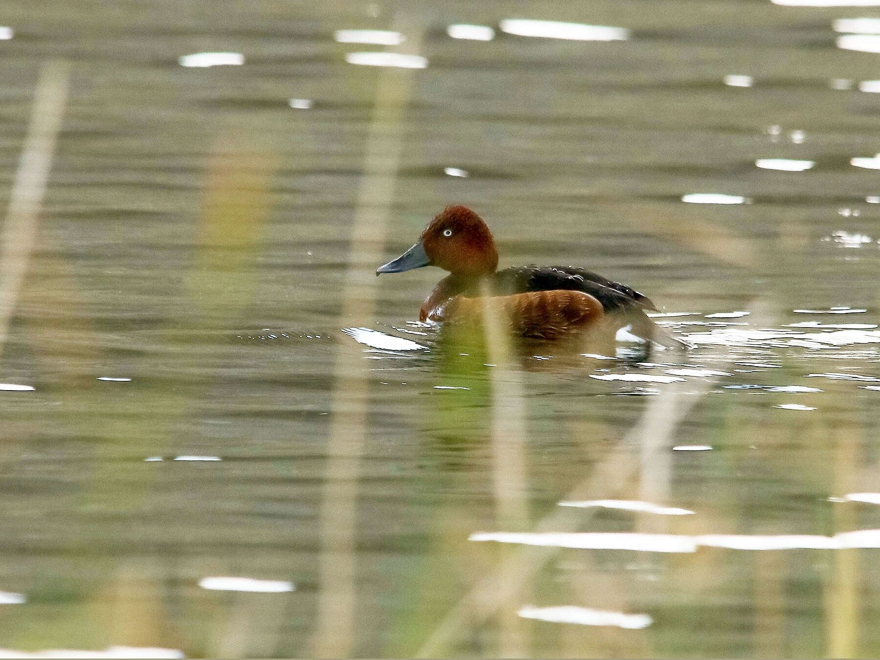 Image of Ferruginous Duck