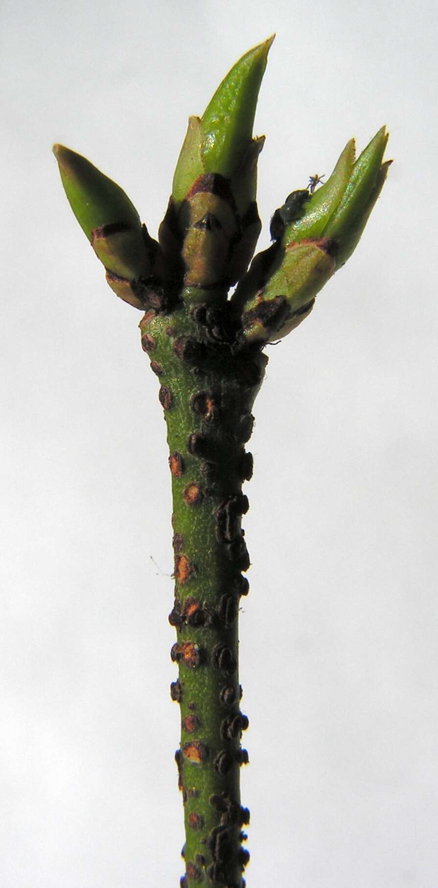 Image de Euonymus verrucosus Scop.