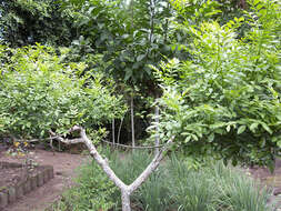 Image of lime pricklyash