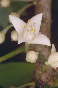 Image of Medicosma fareana (F. Müll.) T. G. Hartley