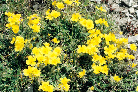 Image of Common Rock-rose