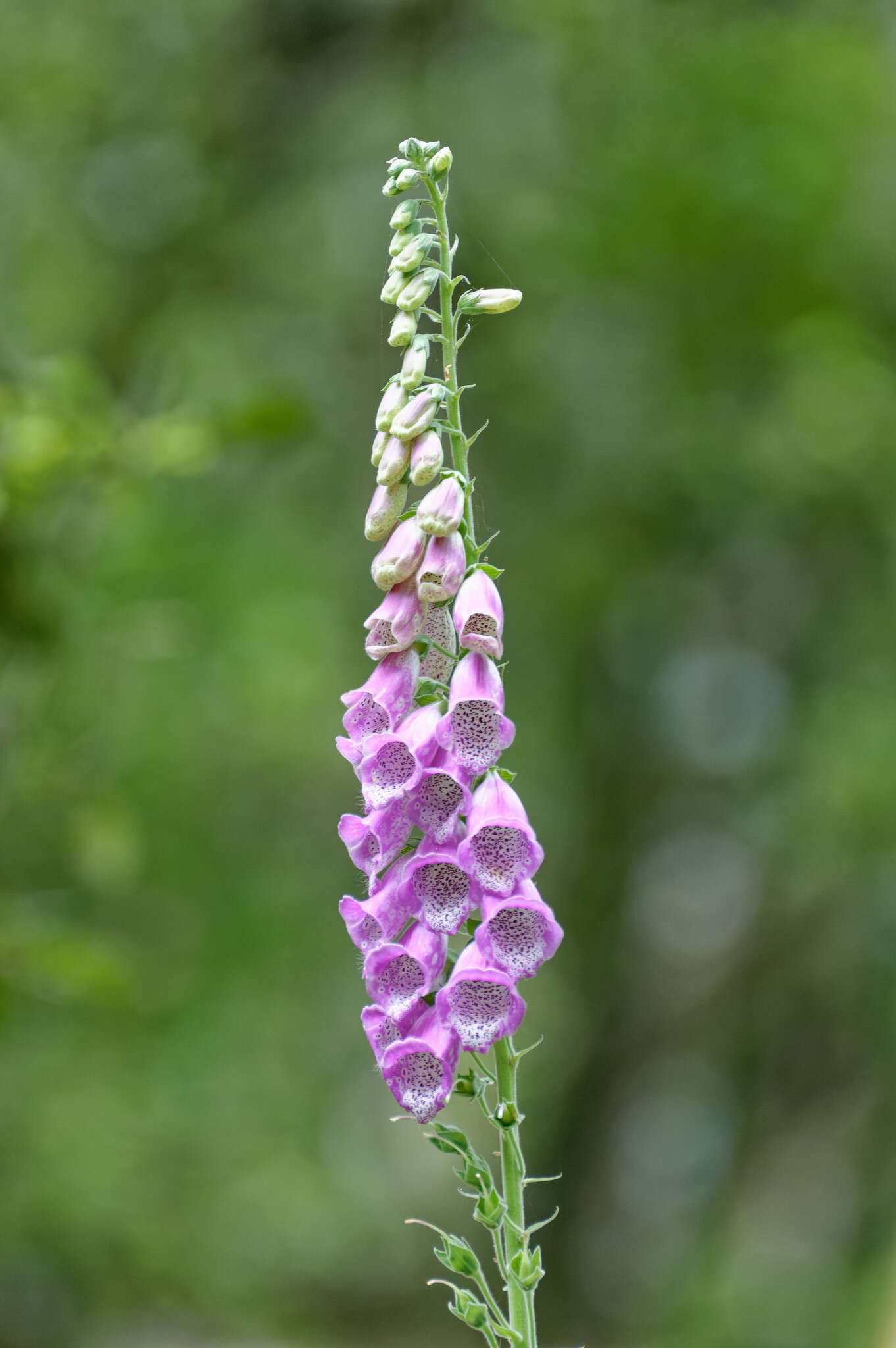 Imagem de Digitalis purpurea L.