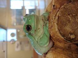 Image of Australian Green Treefrog