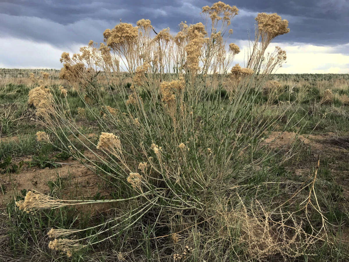 Image of rubber rabbitbrush