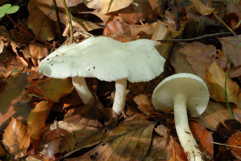 Image of Hygrophorus eburneus (Bull.) Fr. 1838