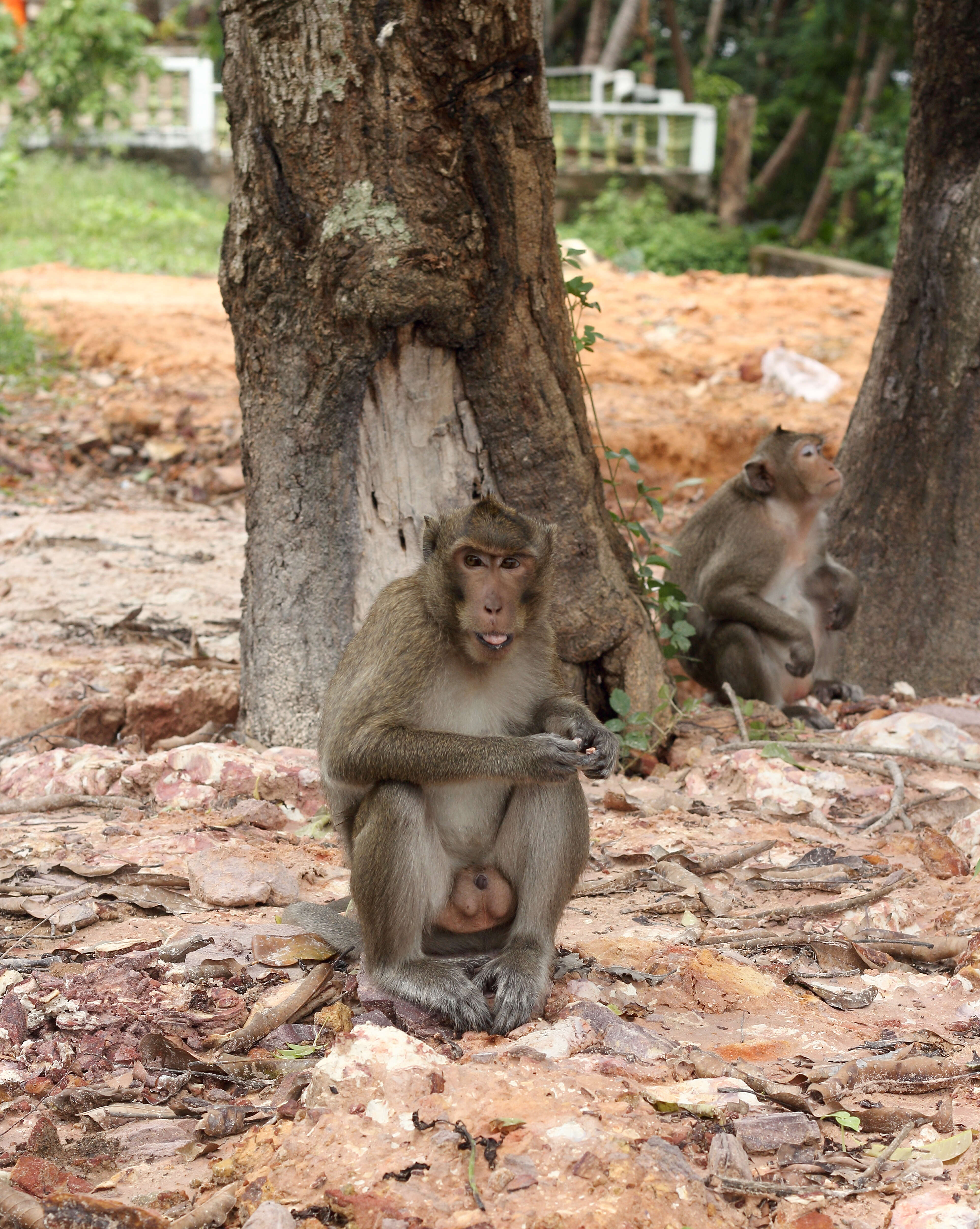 Image of Long-tailed Macaque