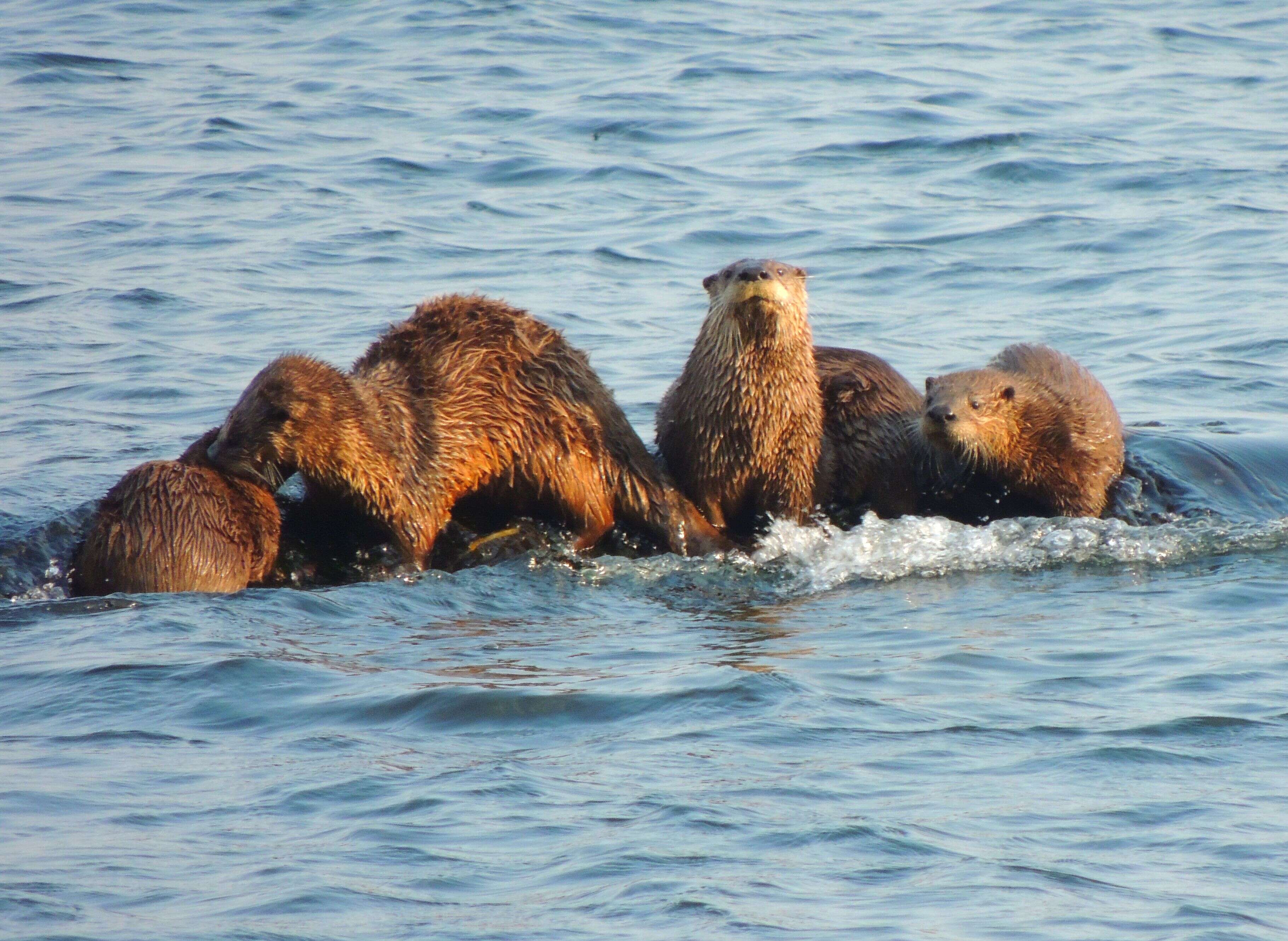 Image of Otter sp.