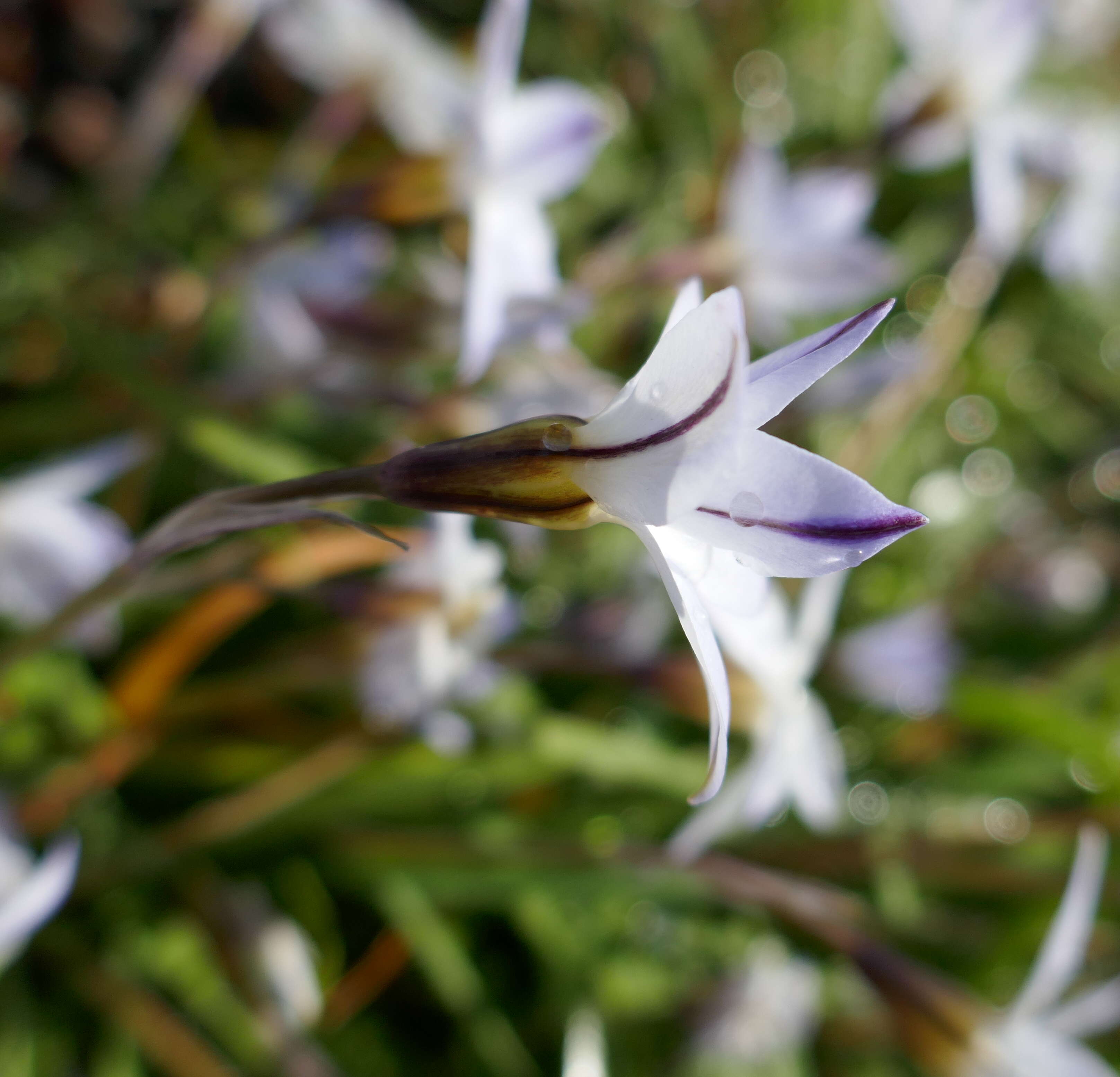 Image of Ipheion