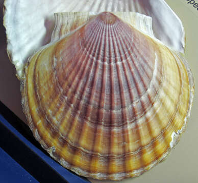 Image of giant Pacific scallop