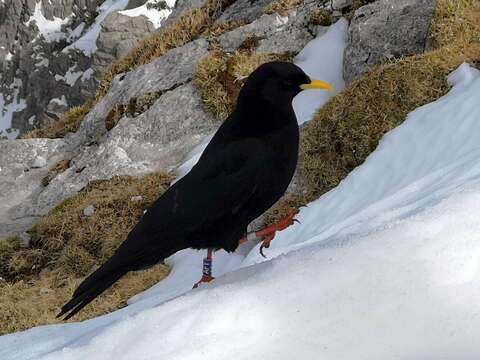 Image of Alpine Chough