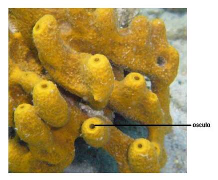 Image of aureate sponge