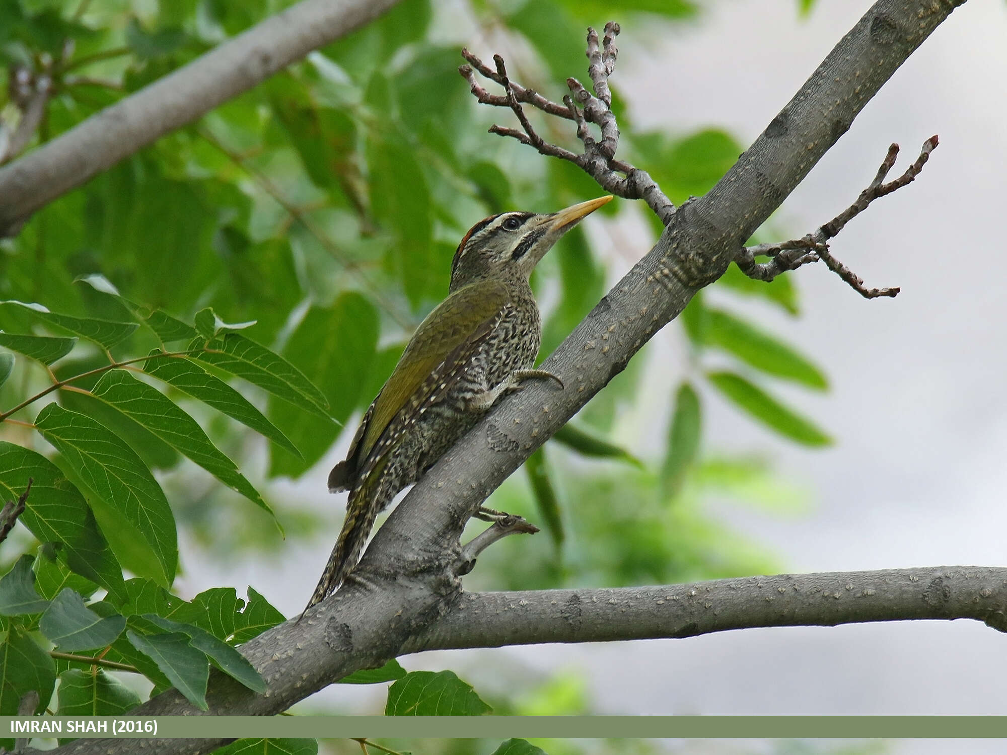 Image of Scaly-bellied Woodpecker