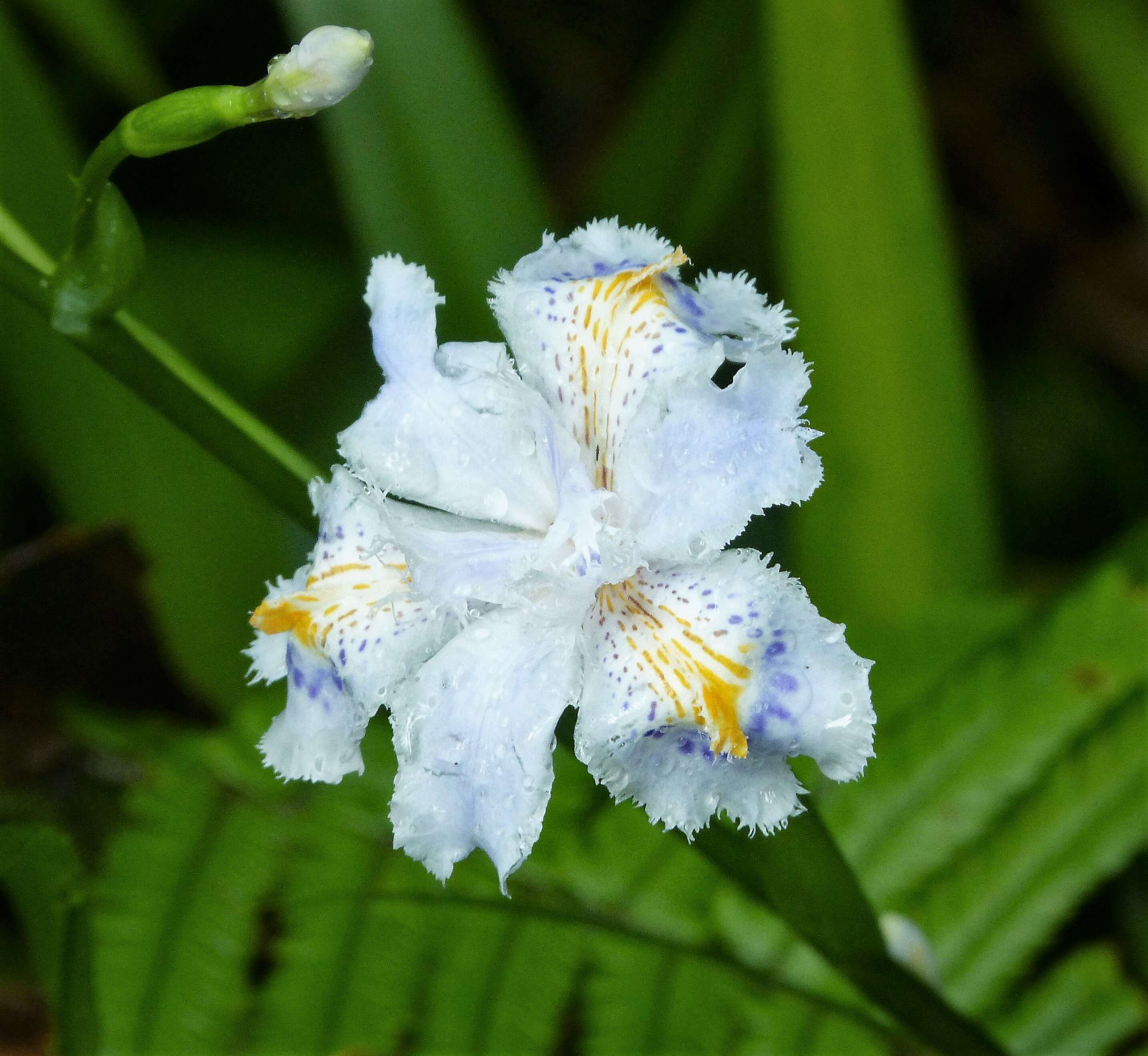 Sivun Iris japonica Thunb. kuva