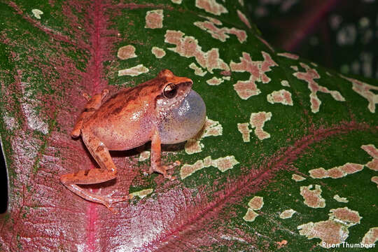 Image of Pseudophilautus wynaadensis (Jerdon 1853)