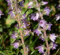 Imagem de Nomada rufipes Fabricius 1793