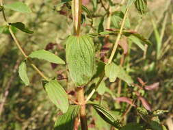 Image of spotted St. Johnswort