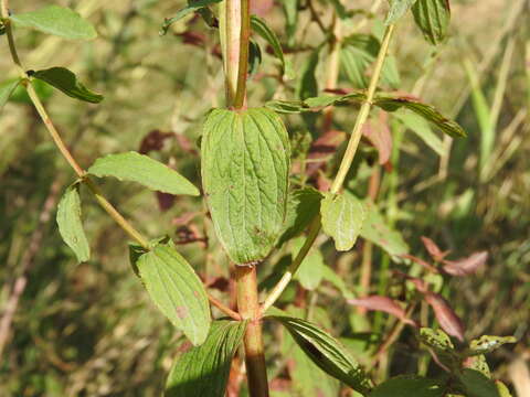 Image of spotted St. Johnswort