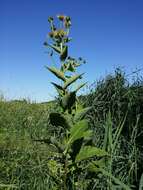 Image of Elecampane