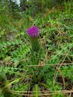 Image of dwarf thistle