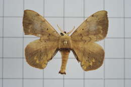 Image of Andraca olivacea Matsumura 1927