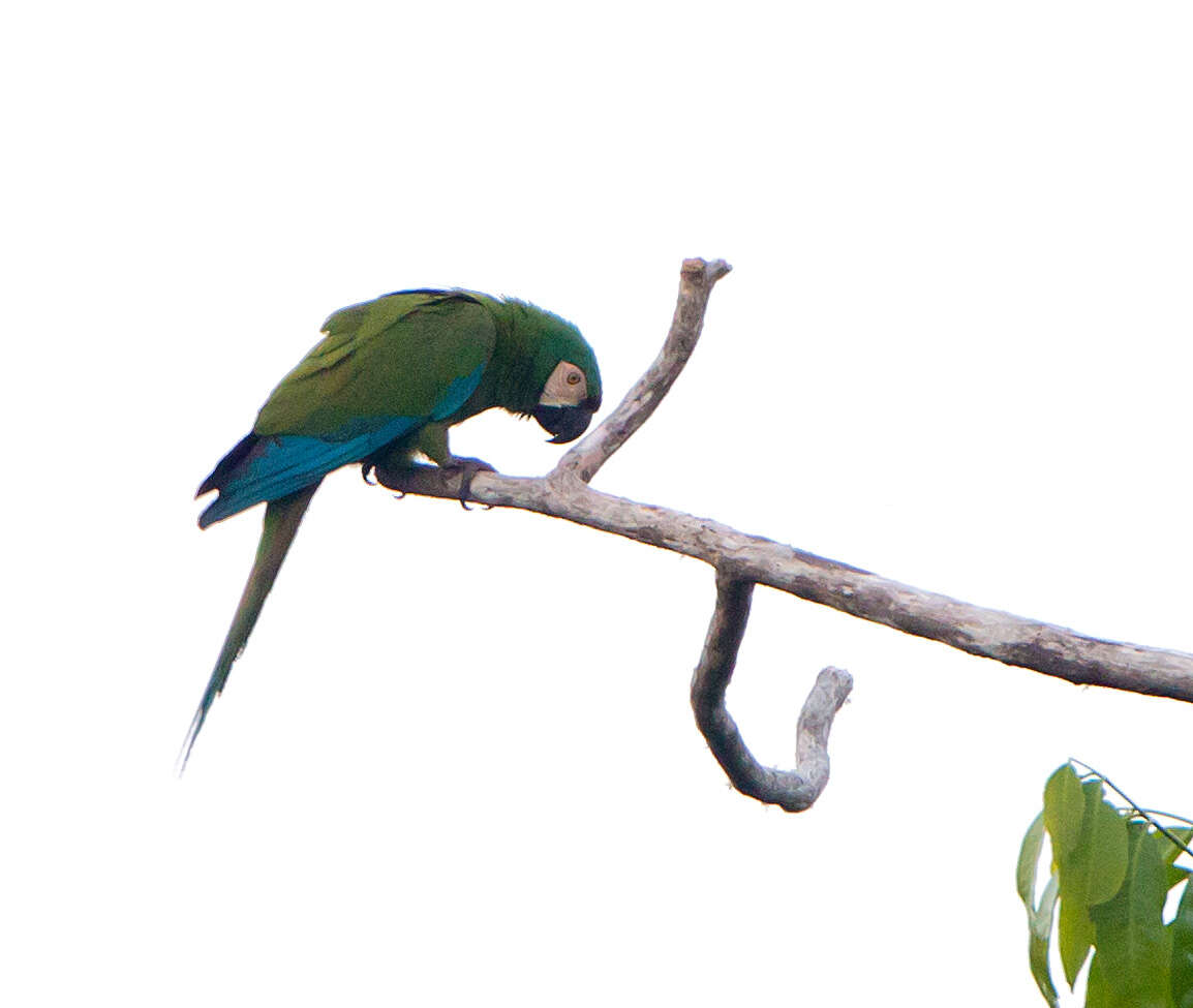 Image of Chestnut-fronted Macaw