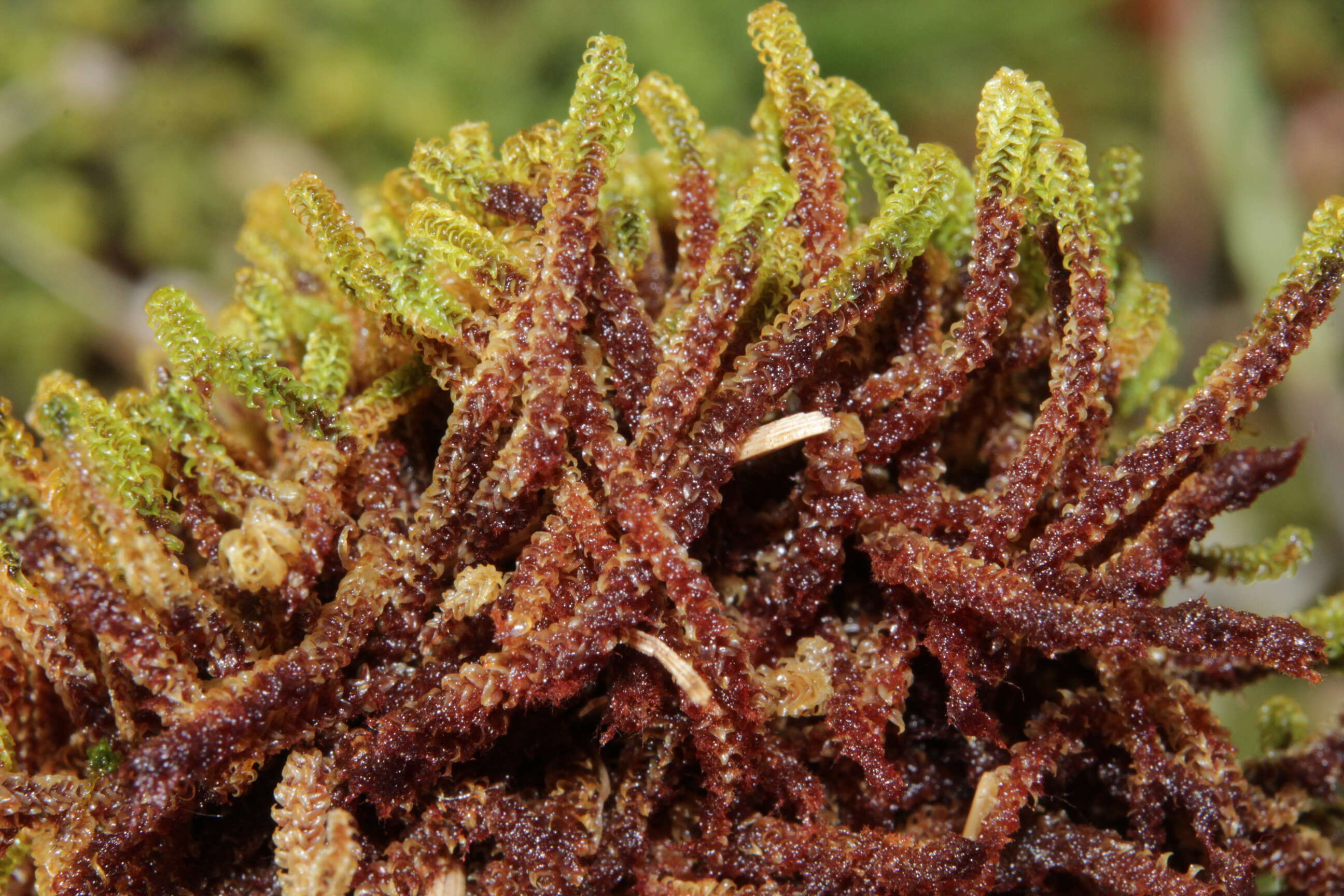 Image of paludella moss