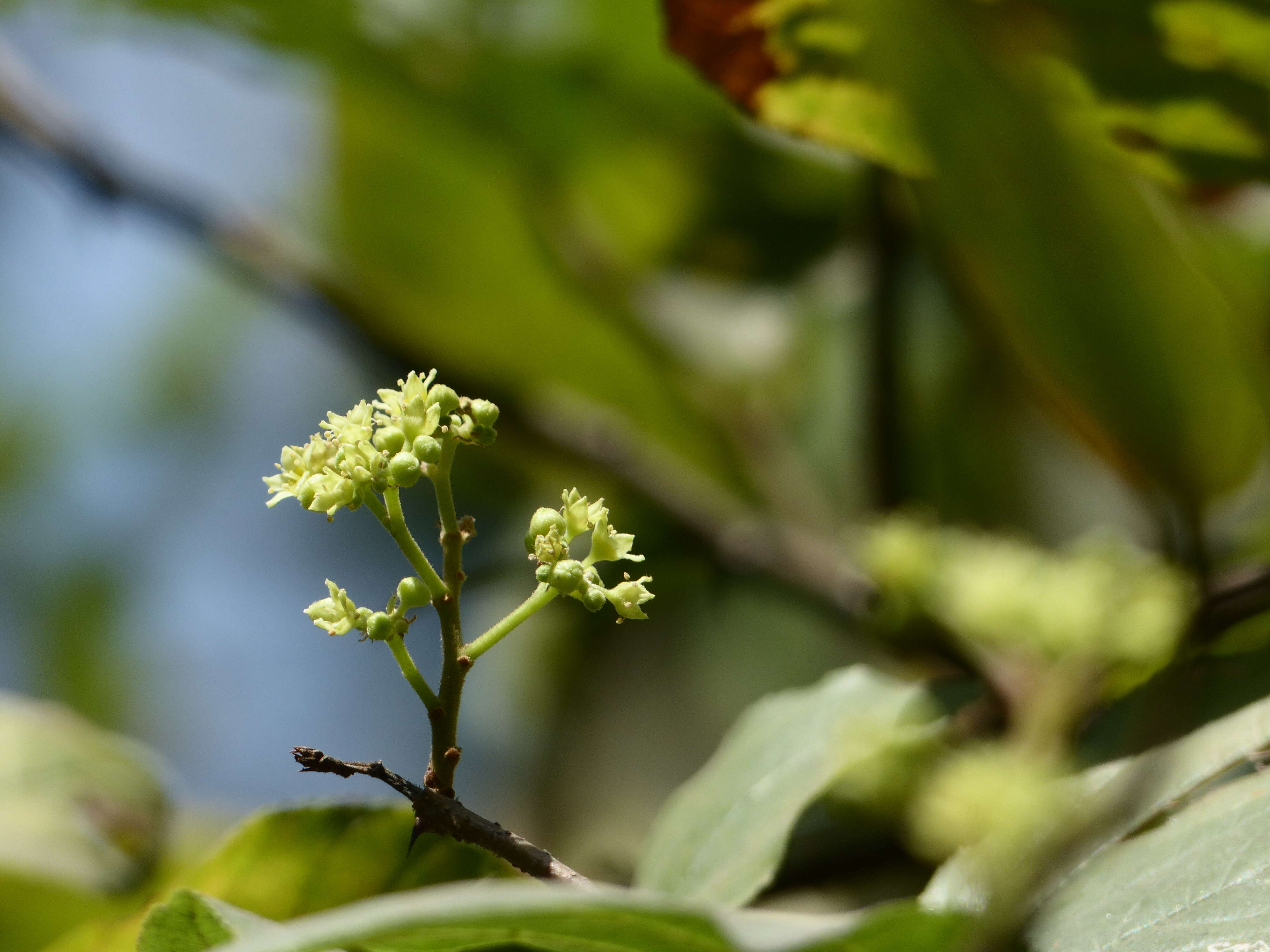 Image of Ziziphus rugosa Lam.