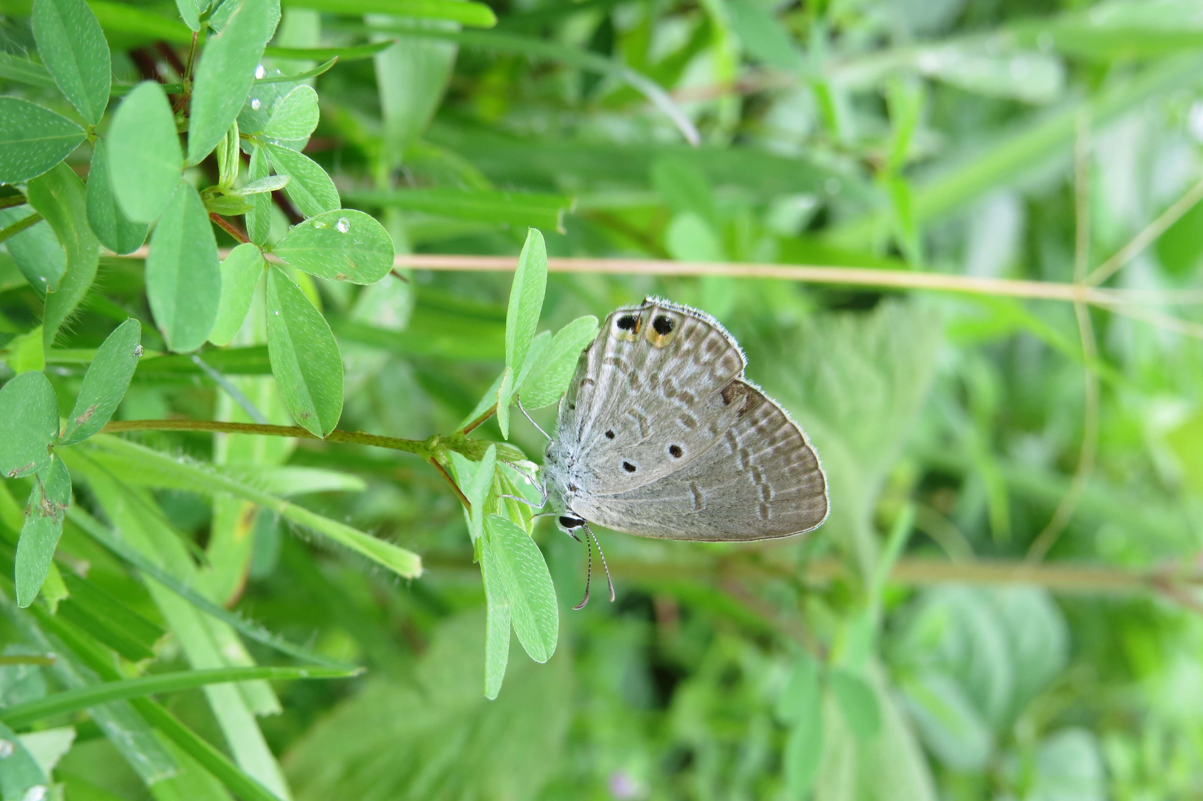 صورة Euchrysops cnejus (Fabricius 1798)