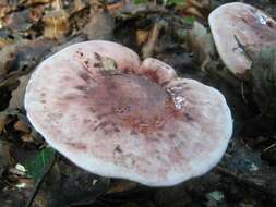 Image of Hygrophorus russula (Schaeff. ex Fr.) Kauffman 1918