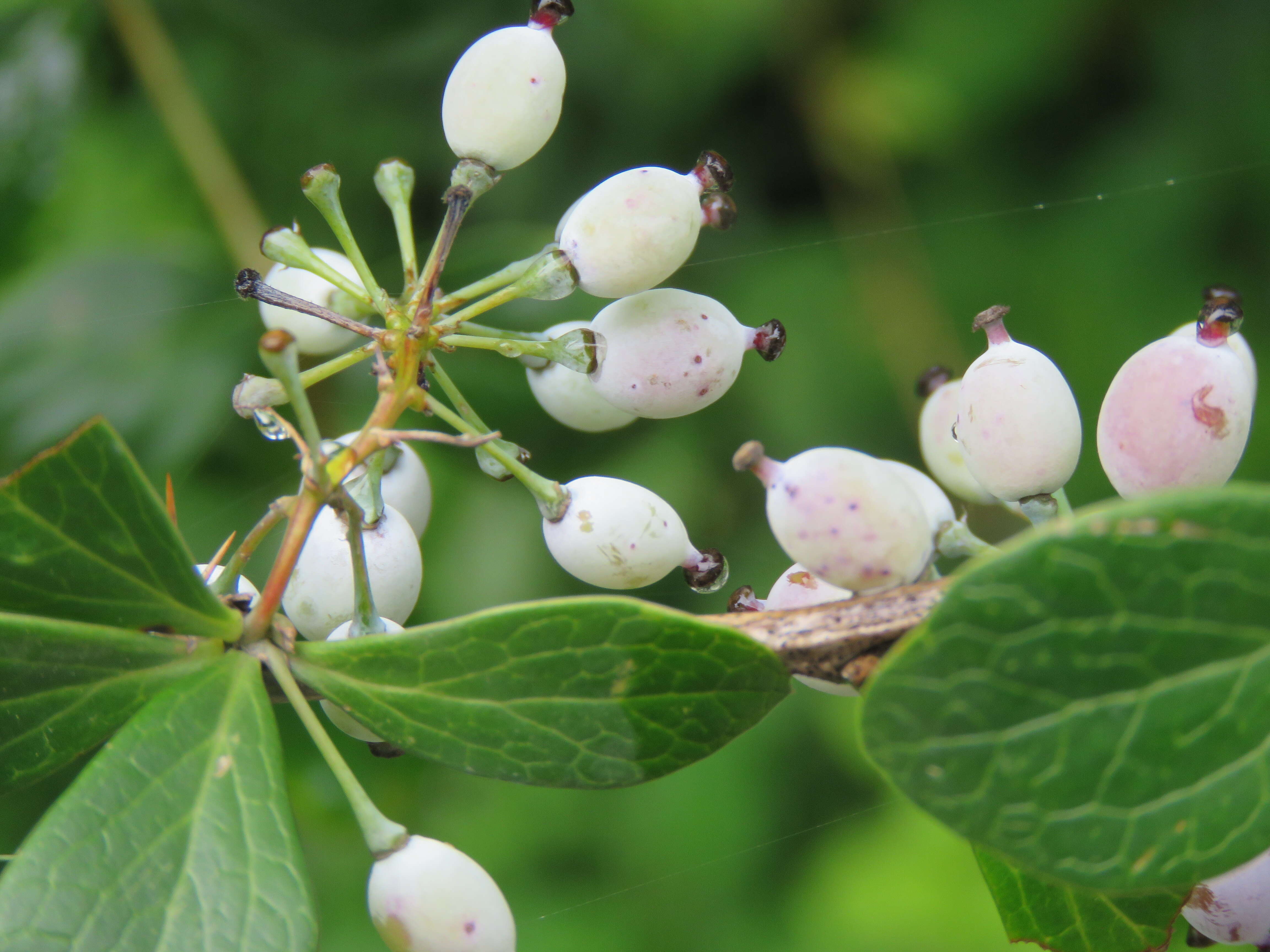 Image of Berberis aristata DC.