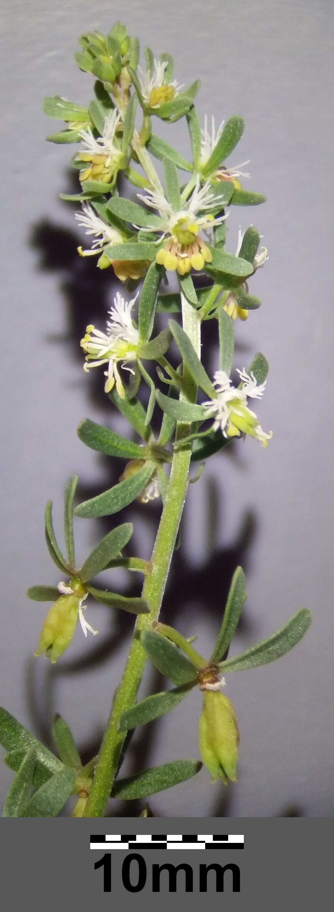 Image of rampion mignonette