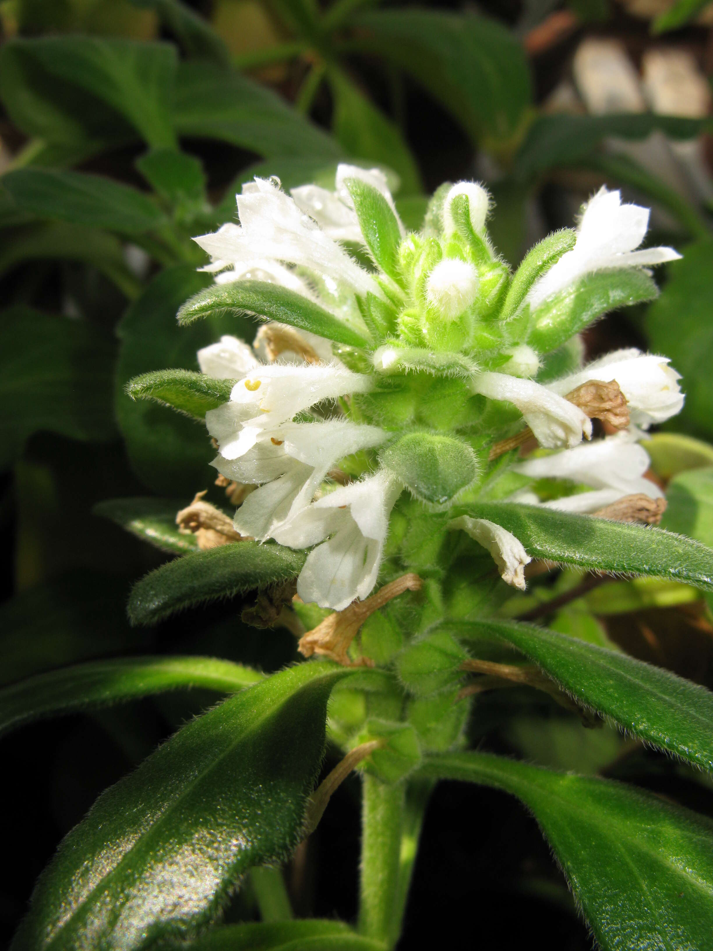 Image of Ajuga boninsimae Maxim.