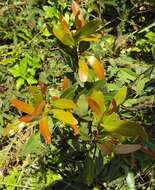 Image de Syzygium salicifolium (Wight) J. Grah.