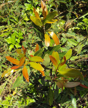 Image de Syzygium salicifolium (Wight) J. Grah.