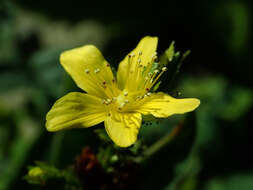 Image of mountain St. John's Wort