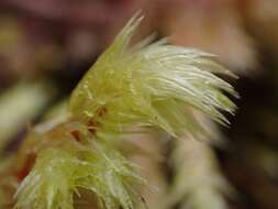 Image of Electrified Cat's Tail Moss