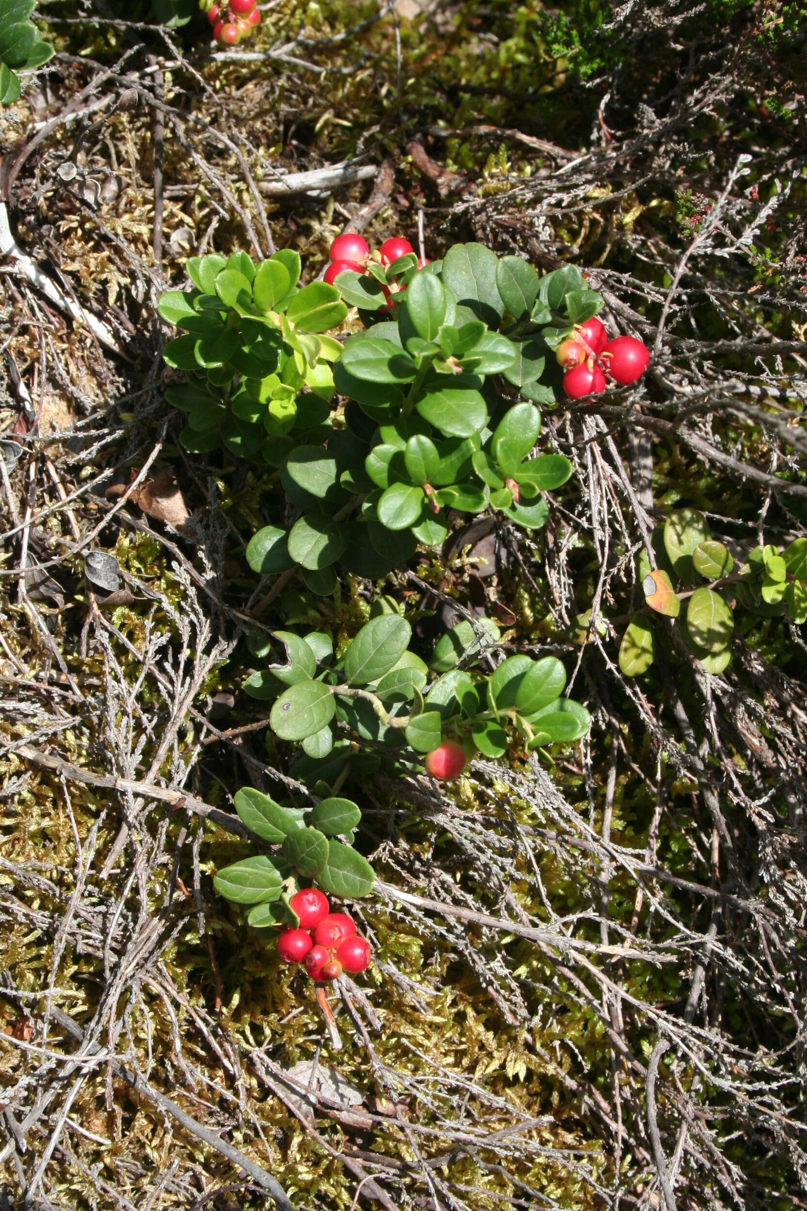 Image of lingonberry