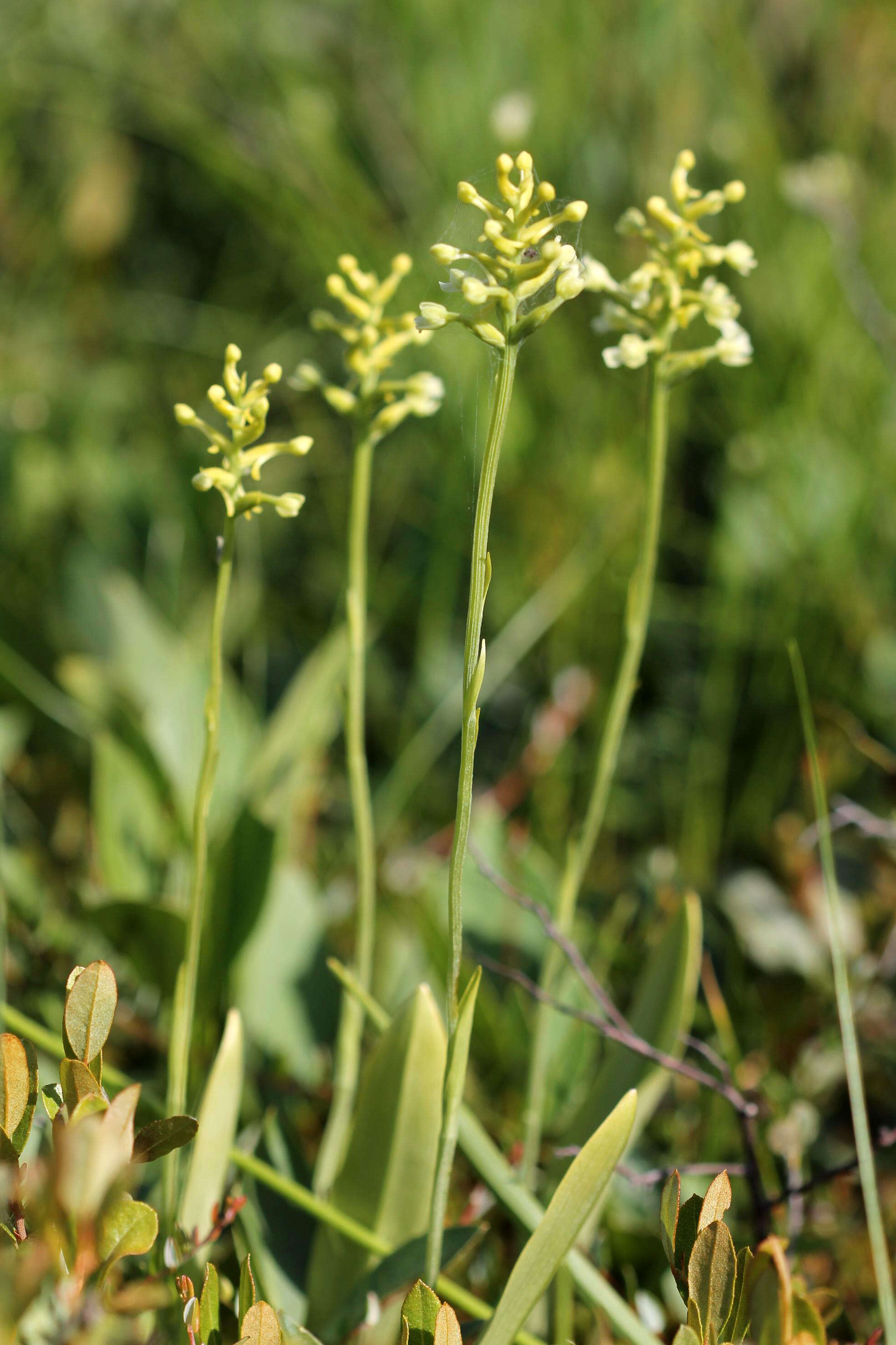 Image of Green Woodland Orchid