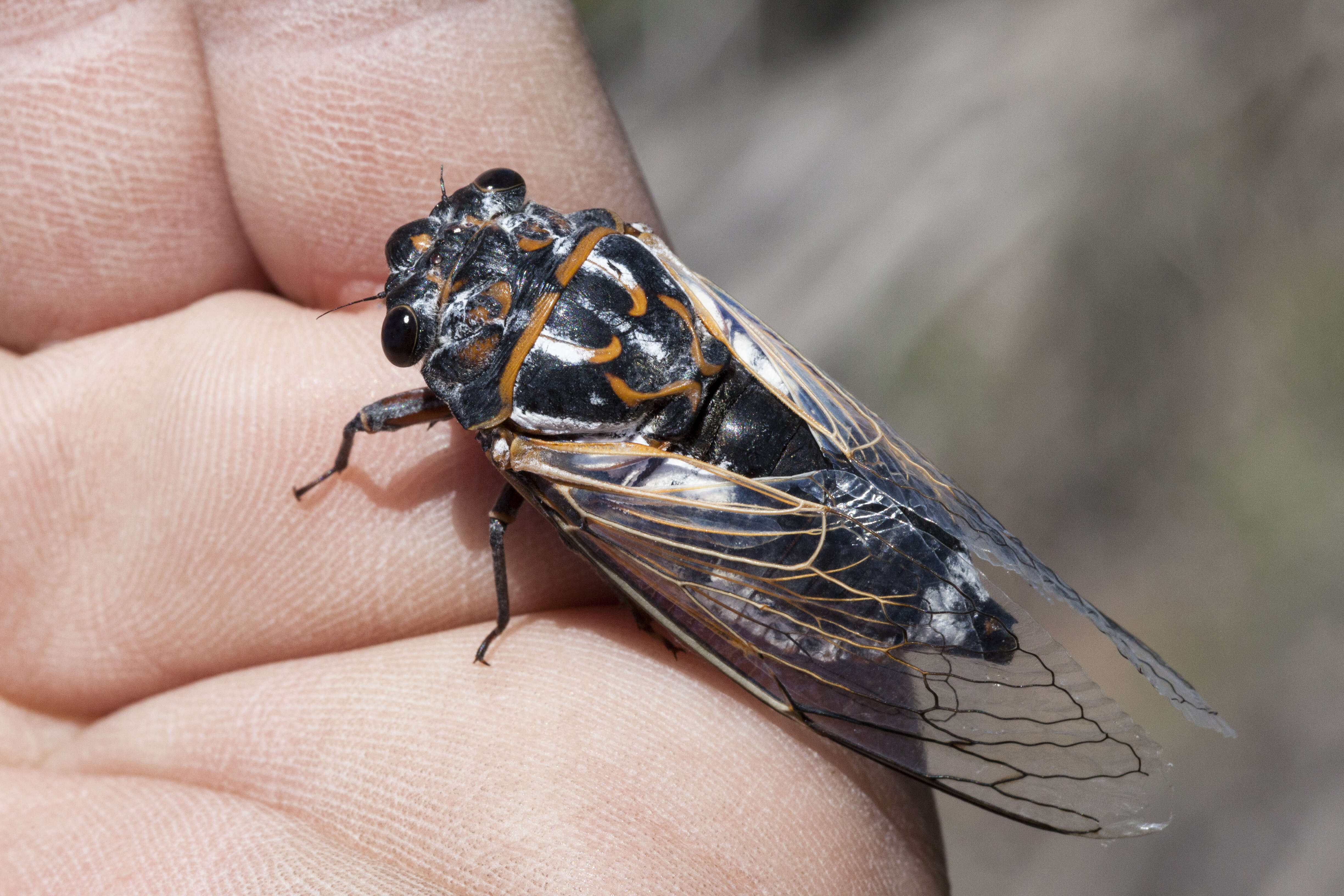 Image of Western Annual Cicadas