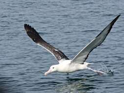 Image of Royal Albatross