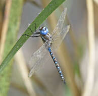 Image of Paddle-tailed Darner