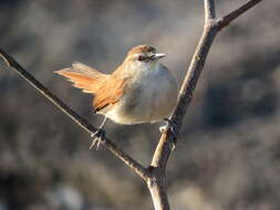 Image of Yellow-chinned Spinetail